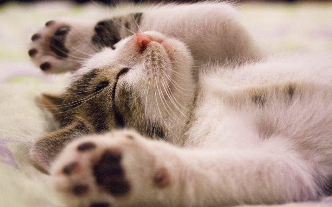 Een kattenverzekering afsluiten: waarom zou je dit eigenlijk doen?